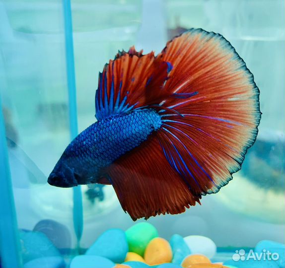 Сиамский петушок