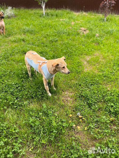 Собака в добрые руки щенок