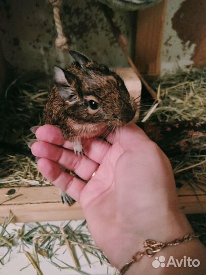 Отдам в хорошие руки