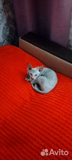 Канадский сфинкс кошка