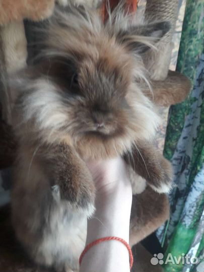 Декоративные кролики