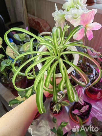 Хлорофитум кудрявый