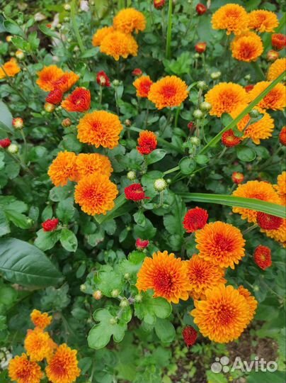 Хризантемы, бузульник