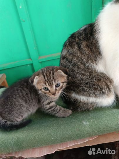 Вислоухие котята