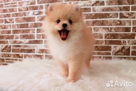 Щенки шпица