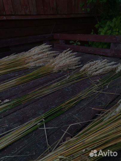 Вейник сухоцвет