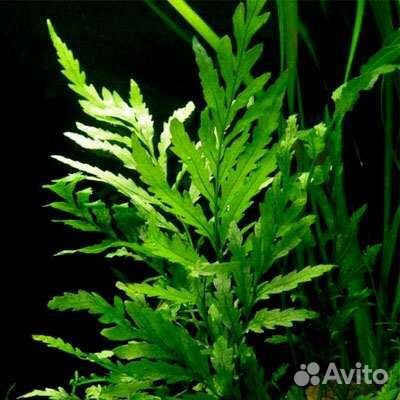 Аквариумные рыбки и растение буцефаландры, мхи