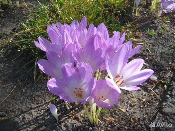 Многолетники для сада. Цветы садовые, кустарники