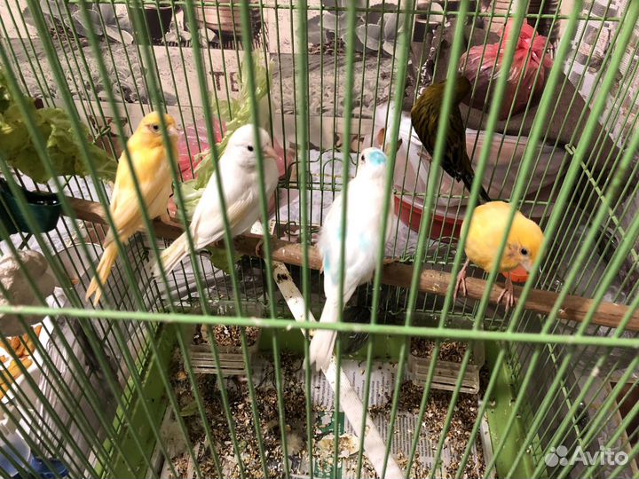 Молодые кеноры