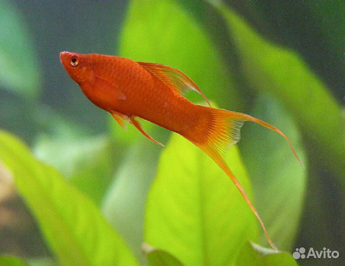 Меченосец Вильчатый Красный (арт 5033)