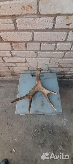 Рог оленя весь 1кг400грам