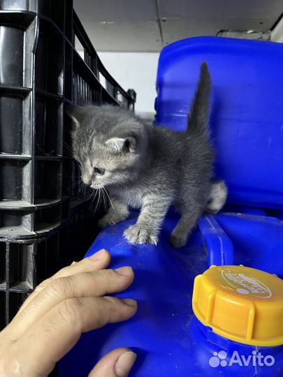 Котенок девочка