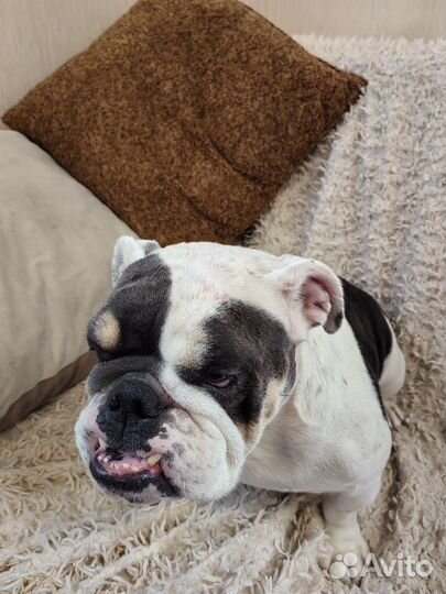 Английский бульдог