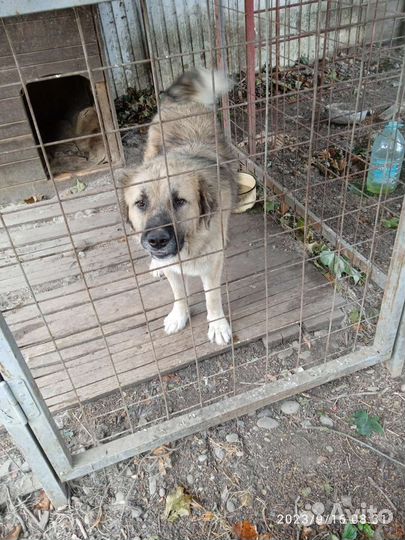 Молодая собака в добрые руки