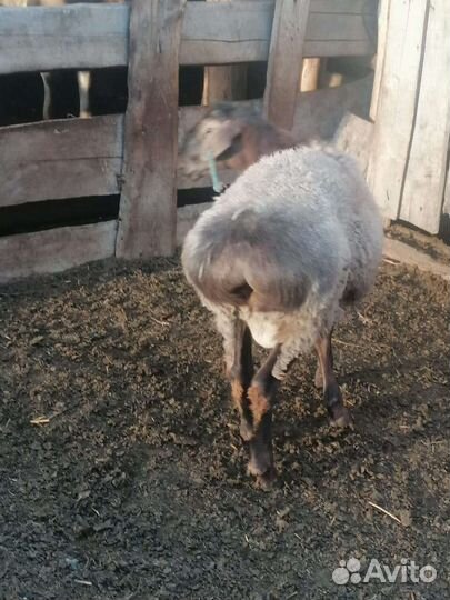 Овцы бараны