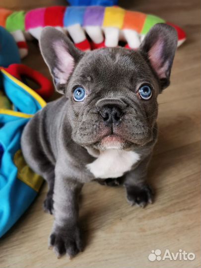 Лиловые и Голубые Бульдожки Мини