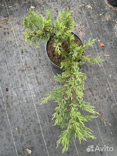 Хвойные растения