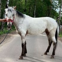 Тяжики и пони, спортивные кобылы кареты и тележки