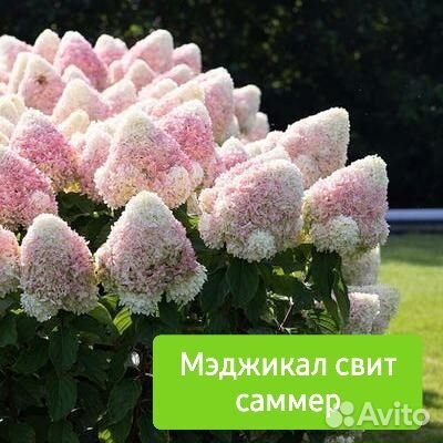 Гортензия