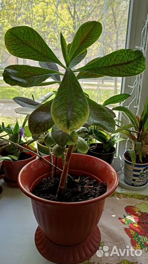 Синадениум granta