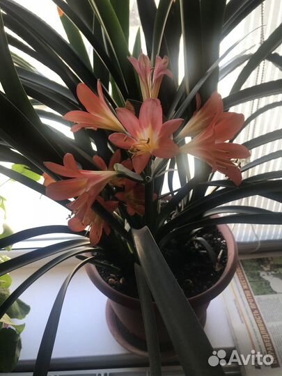 Гиппиаструм