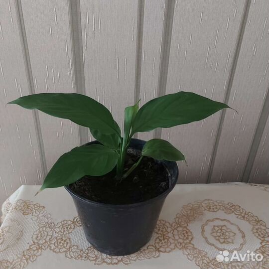 Комнатные цветы