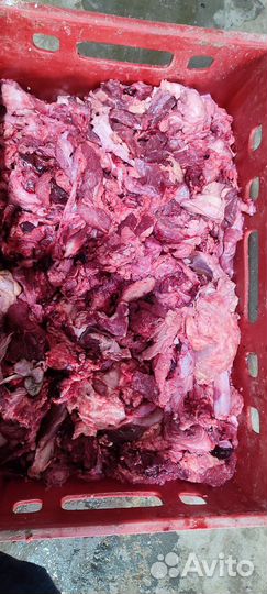 Корм для собак