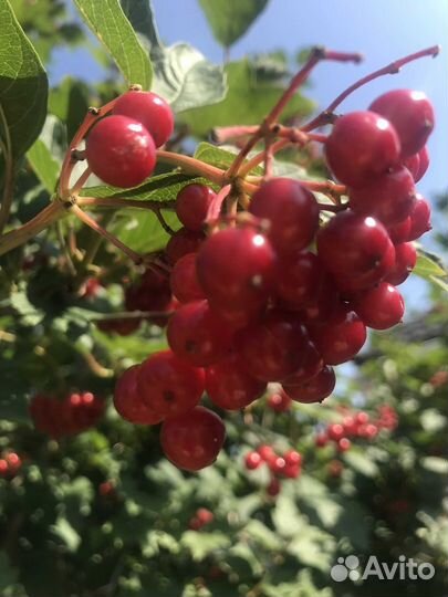 Калина ягоды