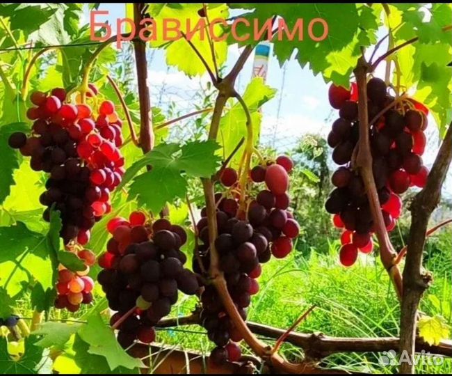 Виноград