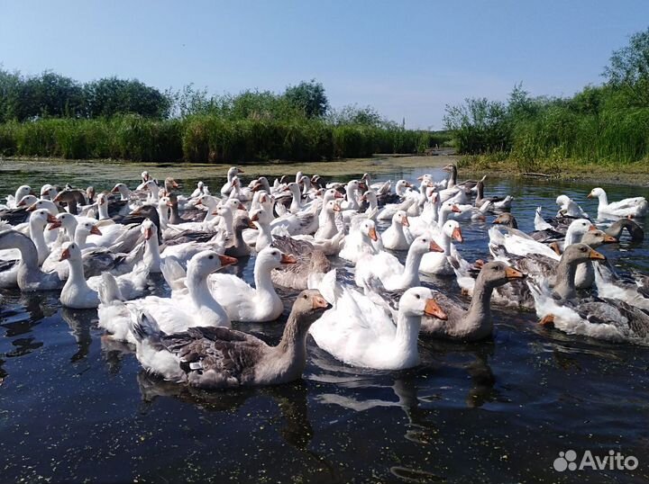 Гуси на племя 3 породы