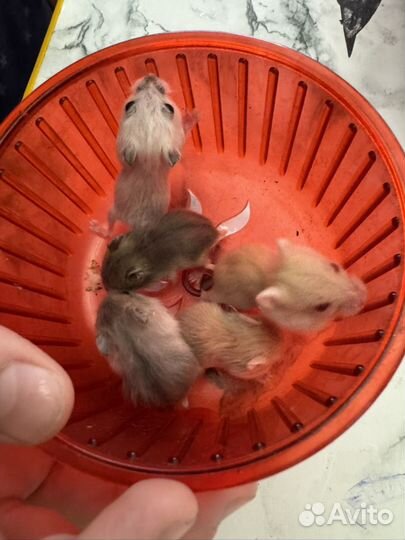 Хомяки джунгарики малыши