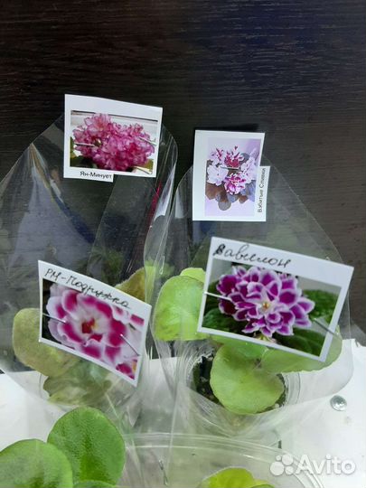 Детки сортовых фиалок