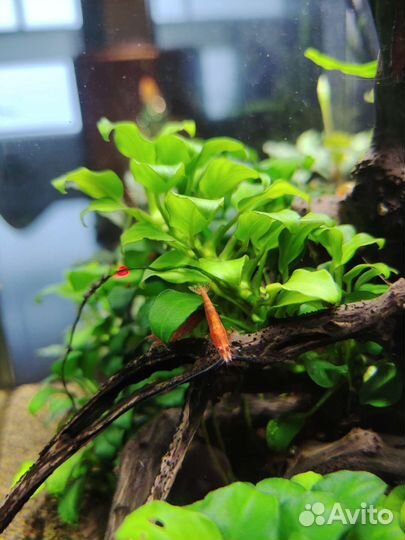 Аквариумные креветки