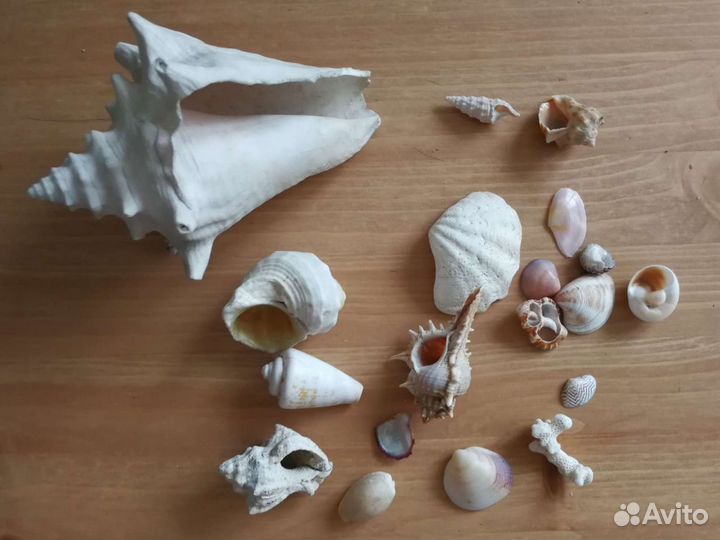 Морские ракушки раковины