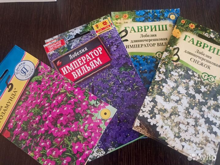 Рассада лобелии