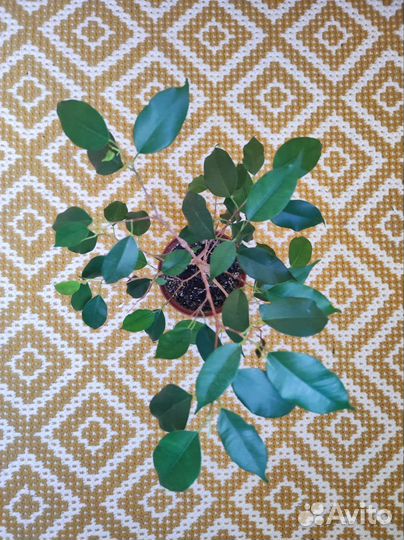 Фикус Бенджамина Экзотика