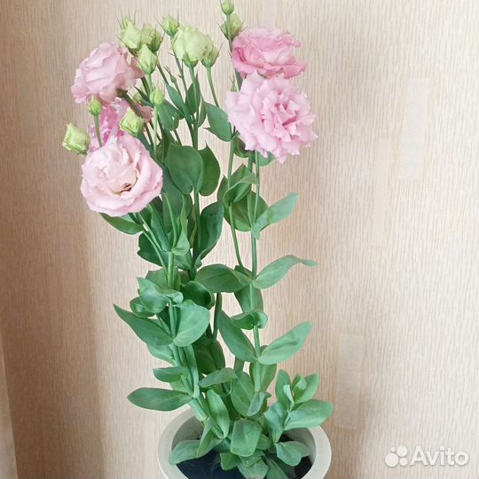 Эустома.Роза. Цветок в горшке