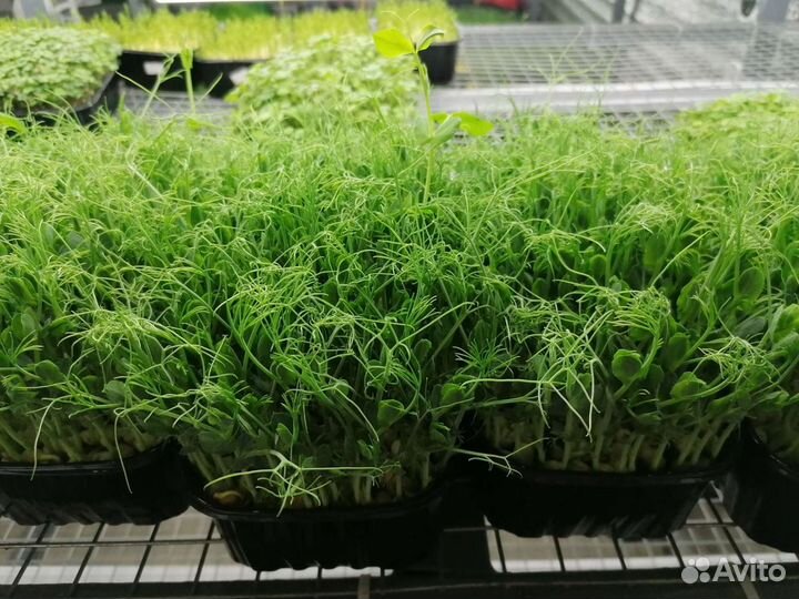 Микрозелень