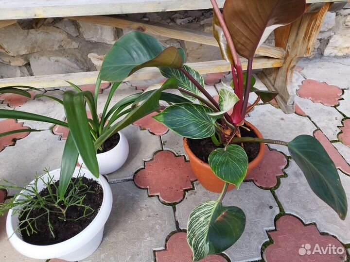 Комнатные цветы