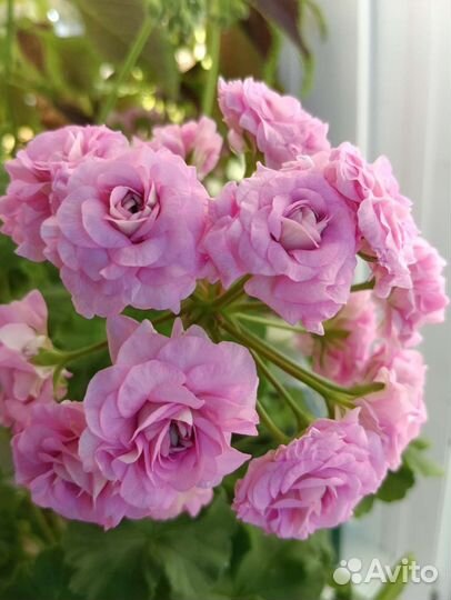 Пеларгония, герань сортовая