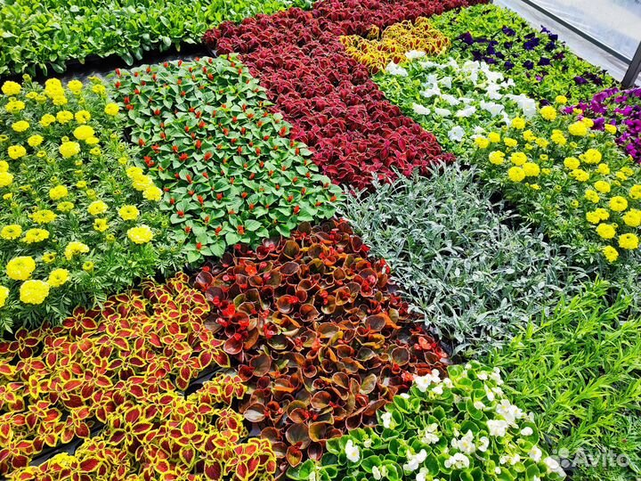 Рассада однолетних цветов