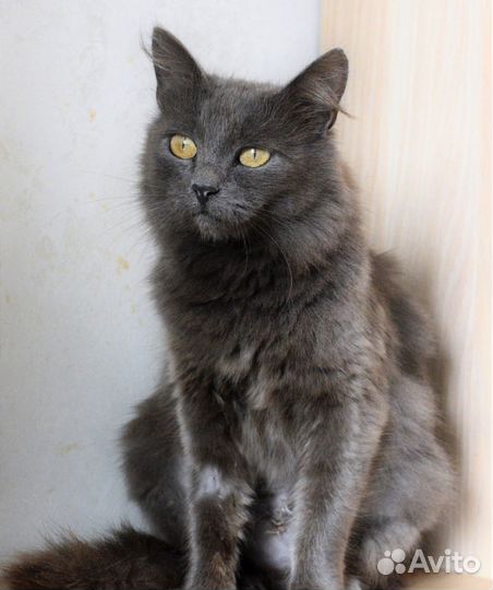 Красавица Синди ищет дом