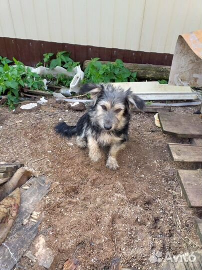 Отдам в добрые руки