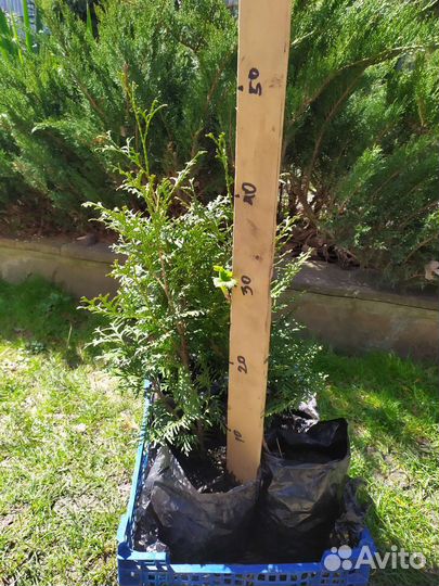 Туя колумна