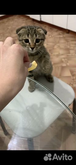 Шотландская вислоухая