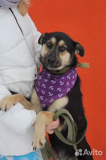 Приютская собака станет лучшим другом