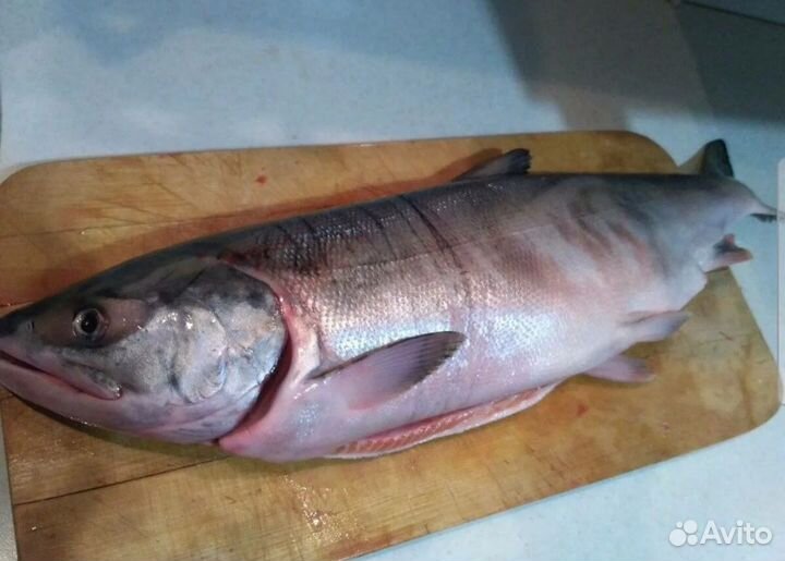 Продам кету