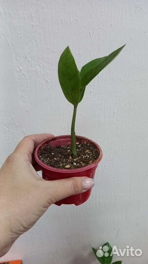 Замиокулькас