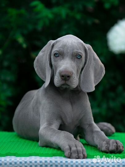 Щенки веймаранера