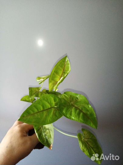 Комнатные цветы